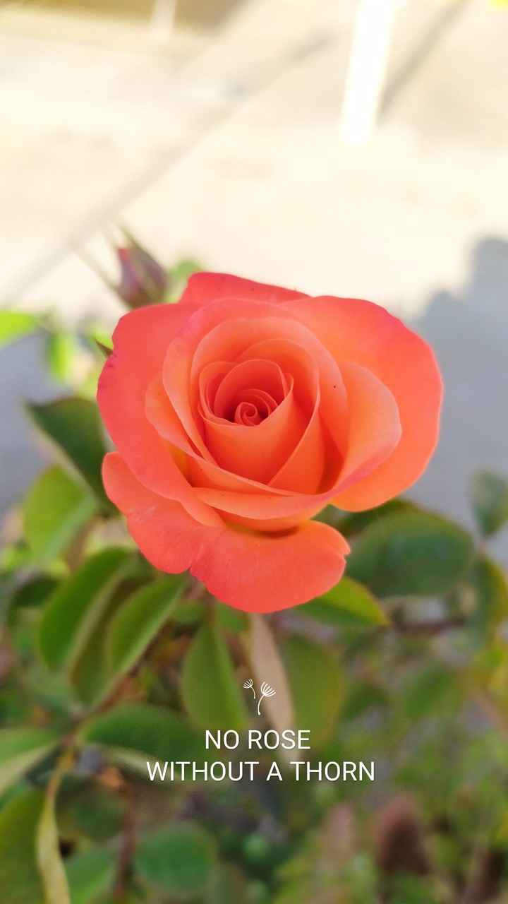 rose quote