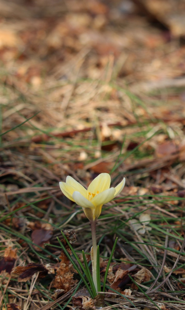 krokus
