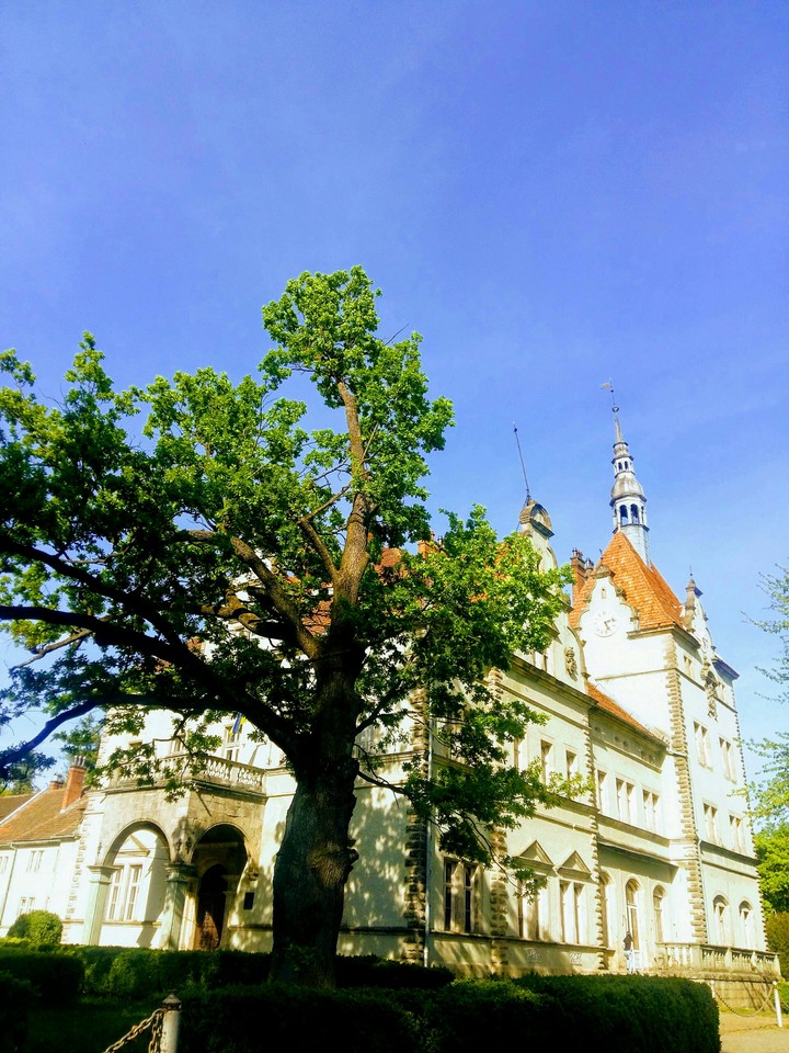 Castle in the park