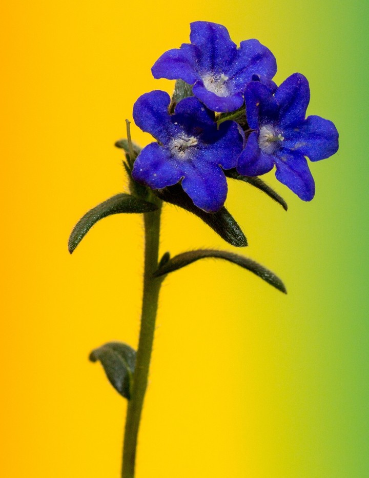 Gradient Background