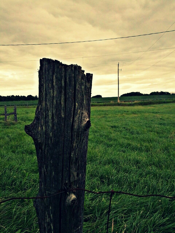 Hay fields