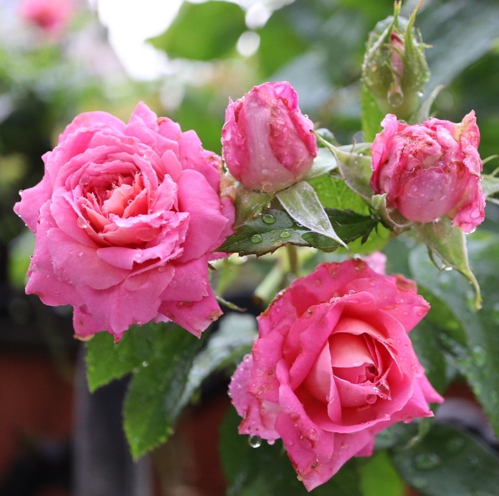 Roses