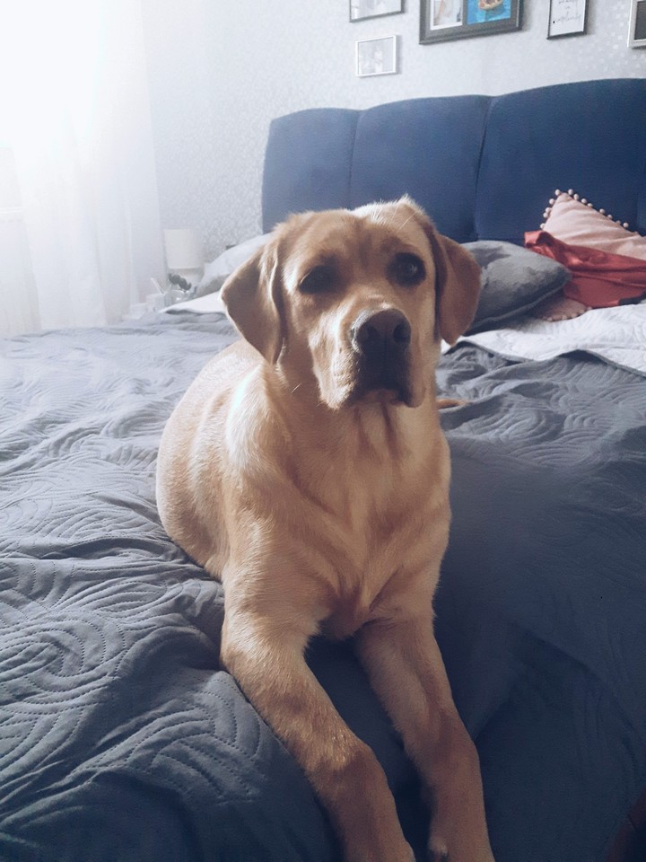 Morning Doggo