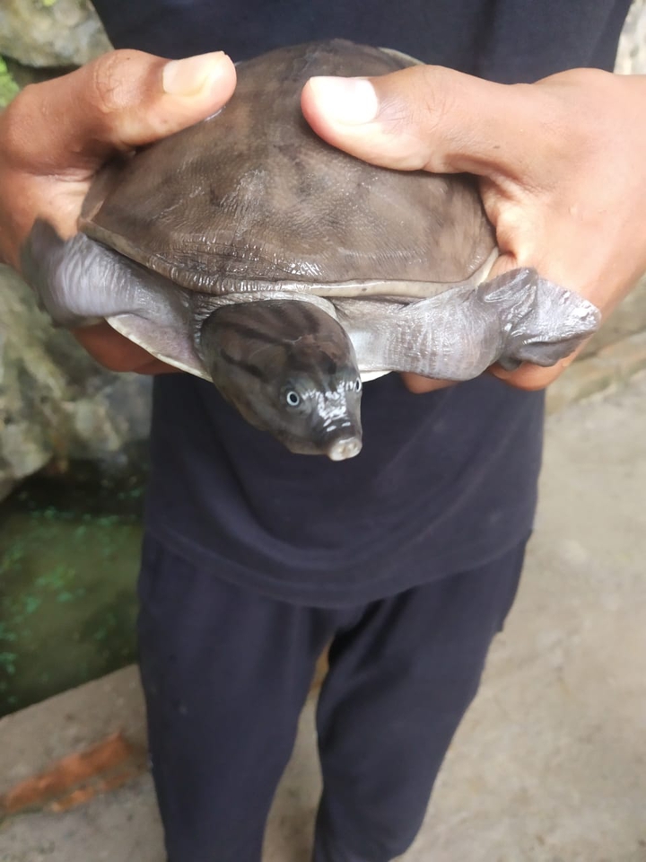 my pet