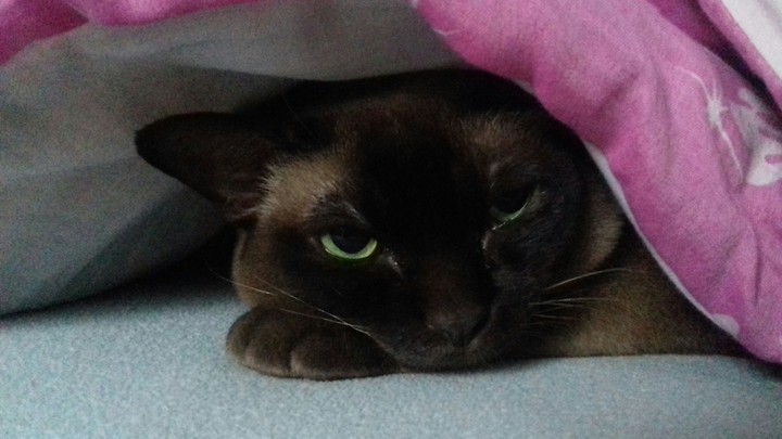 kitty