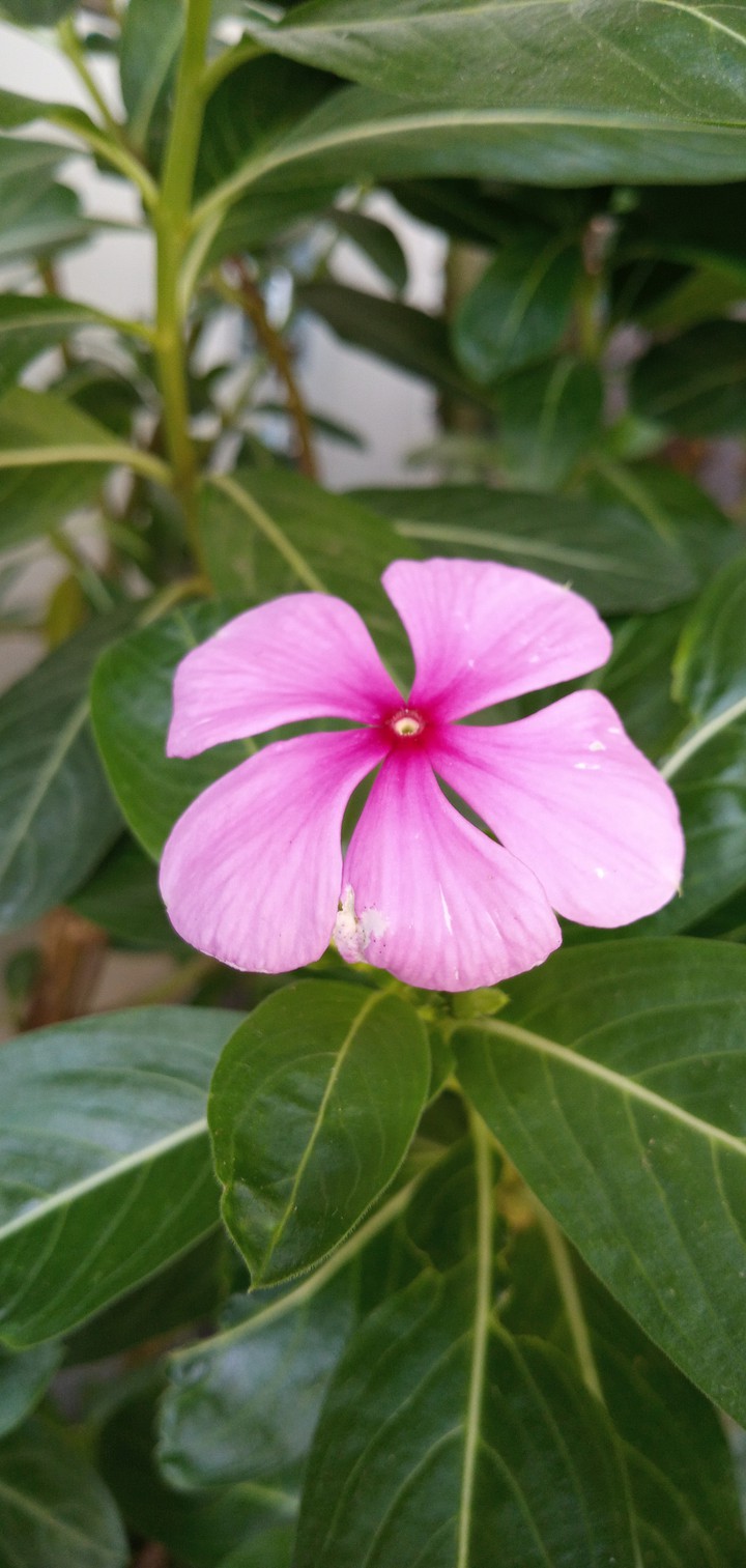 Pink flower