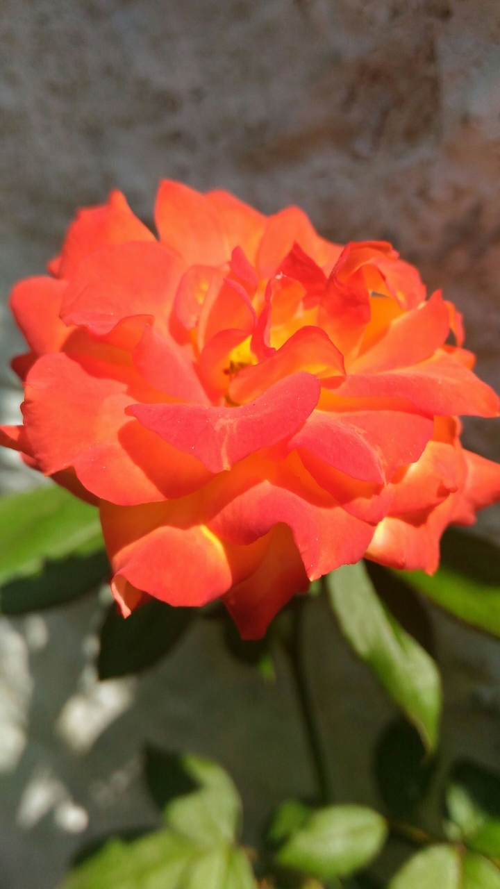 red rose