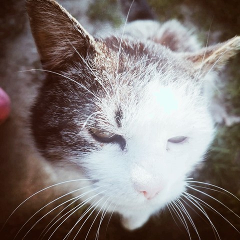 cat