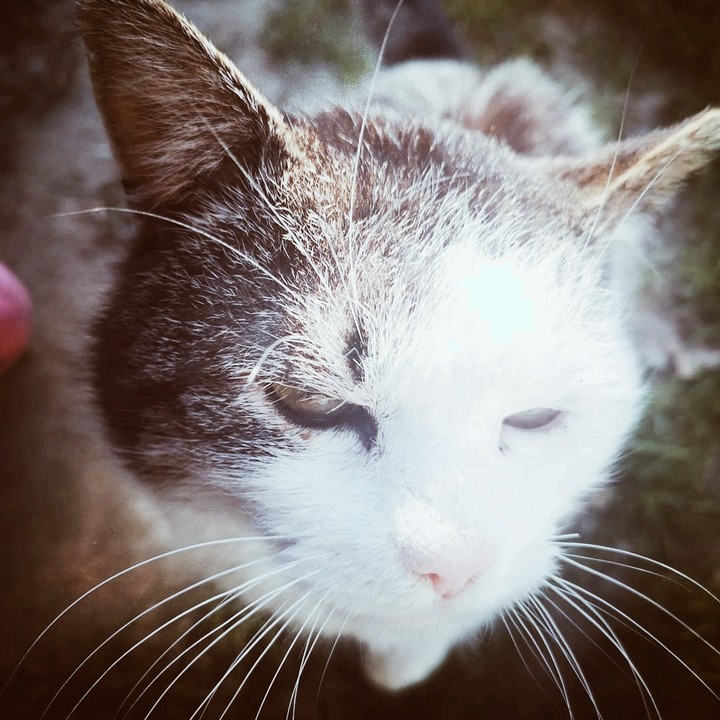 cat