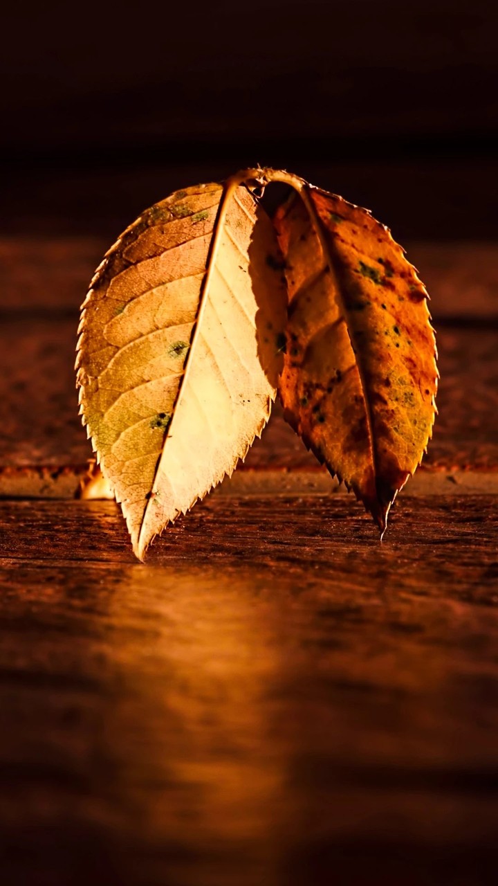 Shadow of Leaf