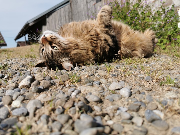 cat