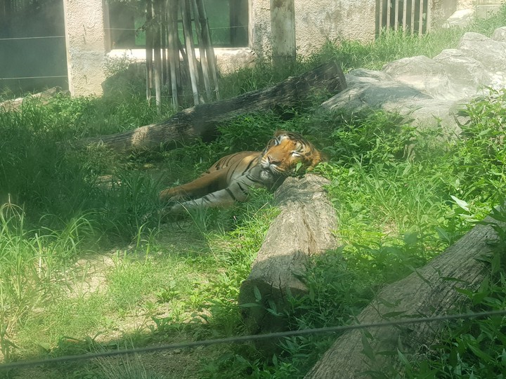 sleeping tiger