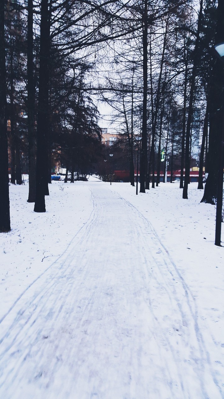 Winter Forest ❄