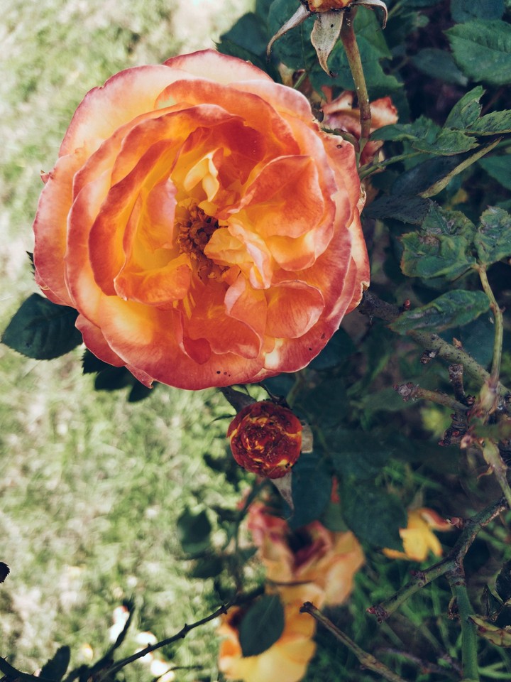 Orange splash
