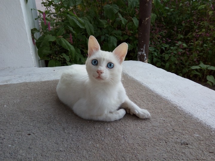 kedi-cat