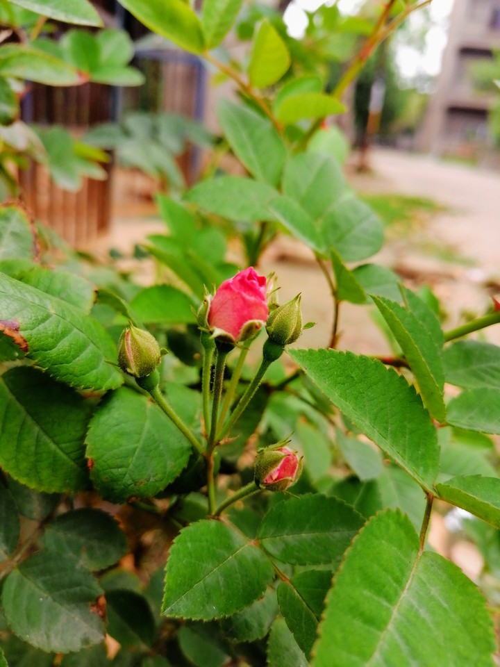 Rose