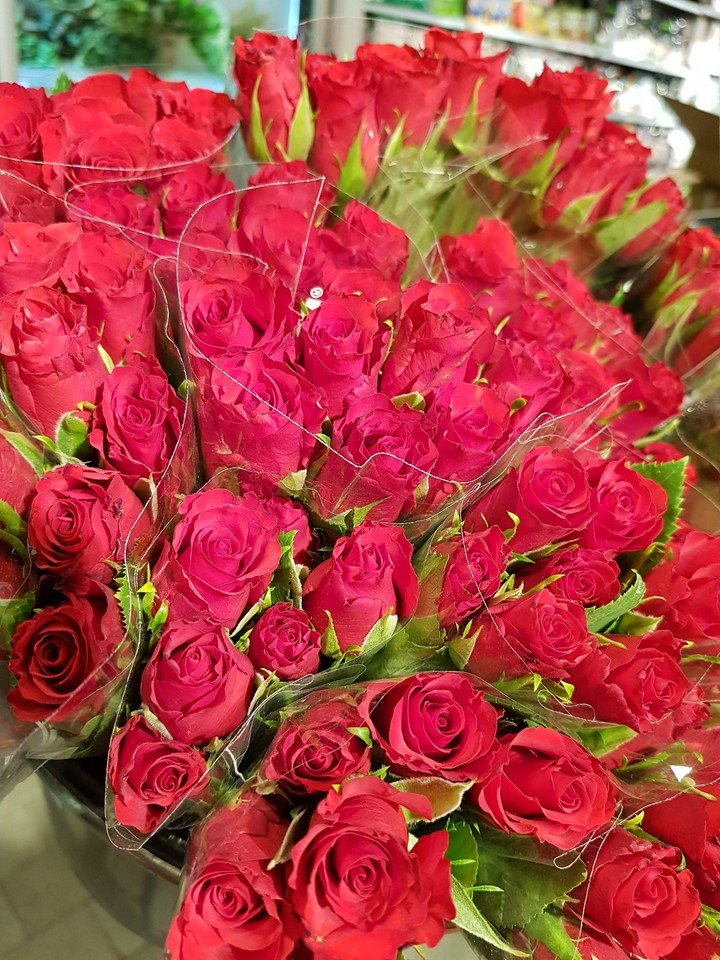 red rose