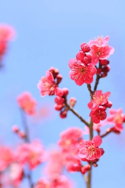 plum blossoms