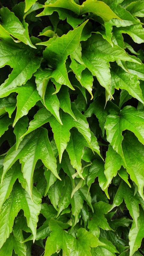 plant, herb achtergronden
