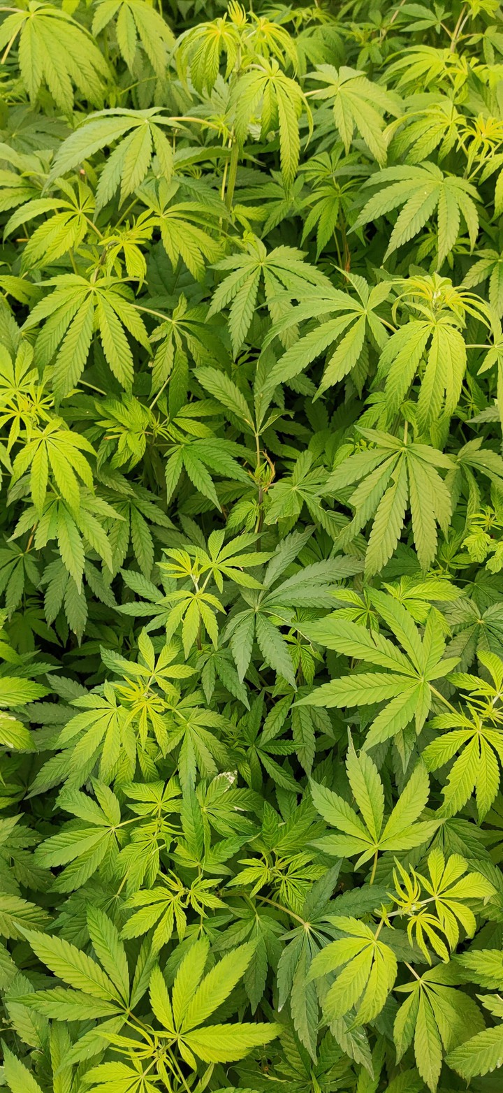Love for greenery never ends.
