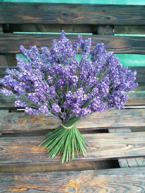 groundcover, violet वॉलपेपर