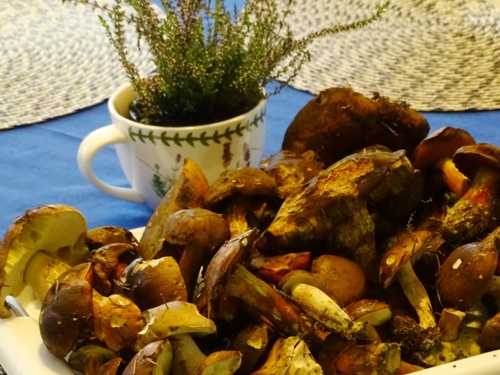 Mushroom 