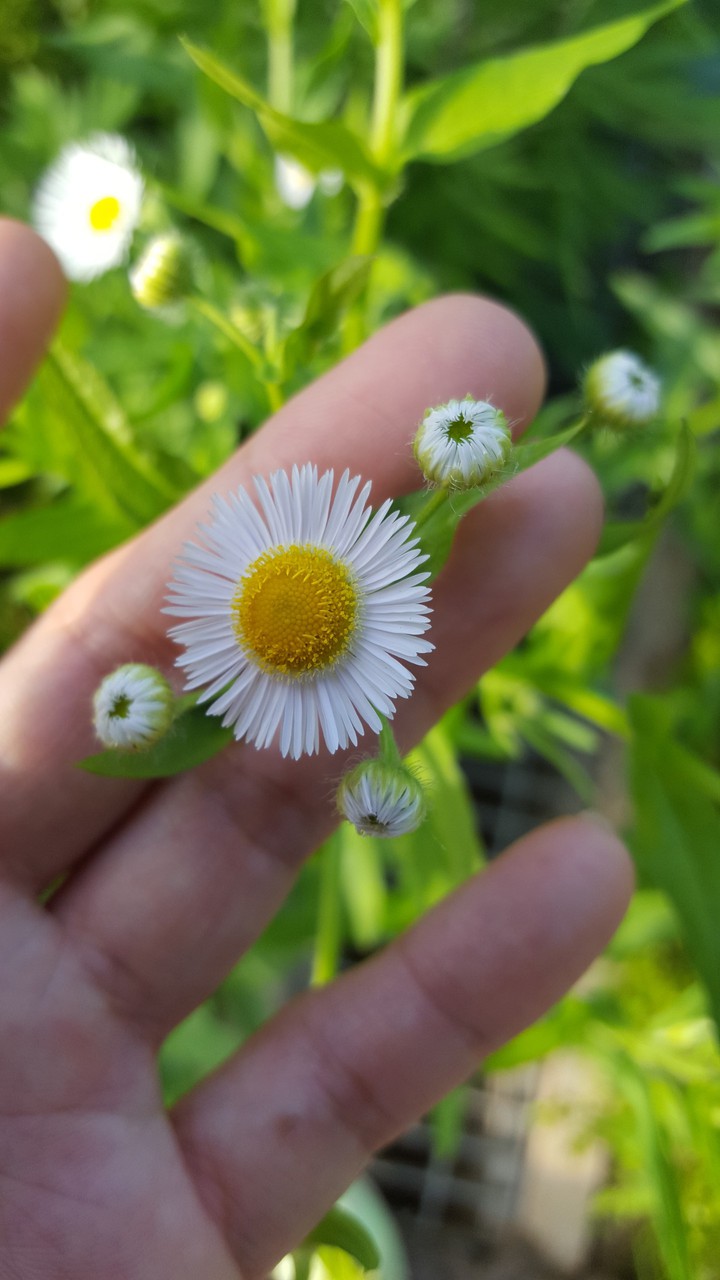 Egg flower