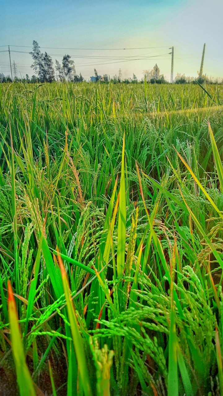 nature
