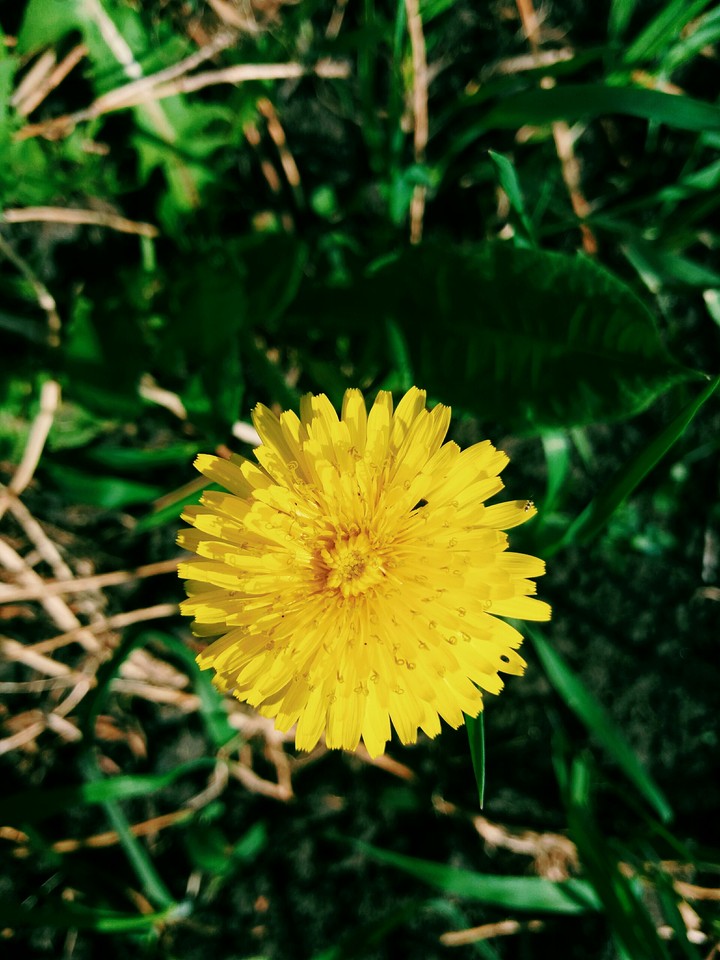 The flower