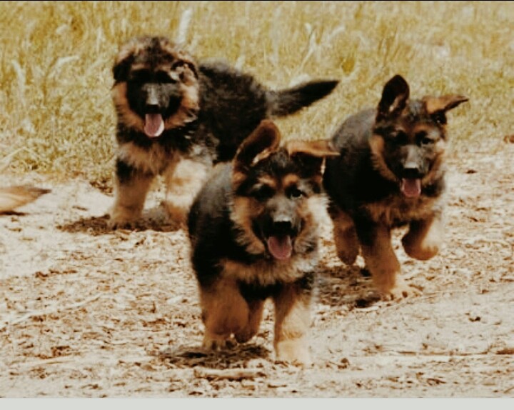 my dog
