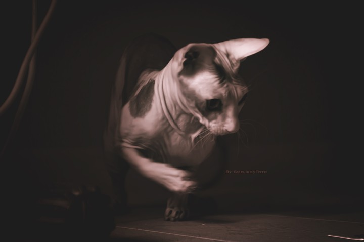 sphinx