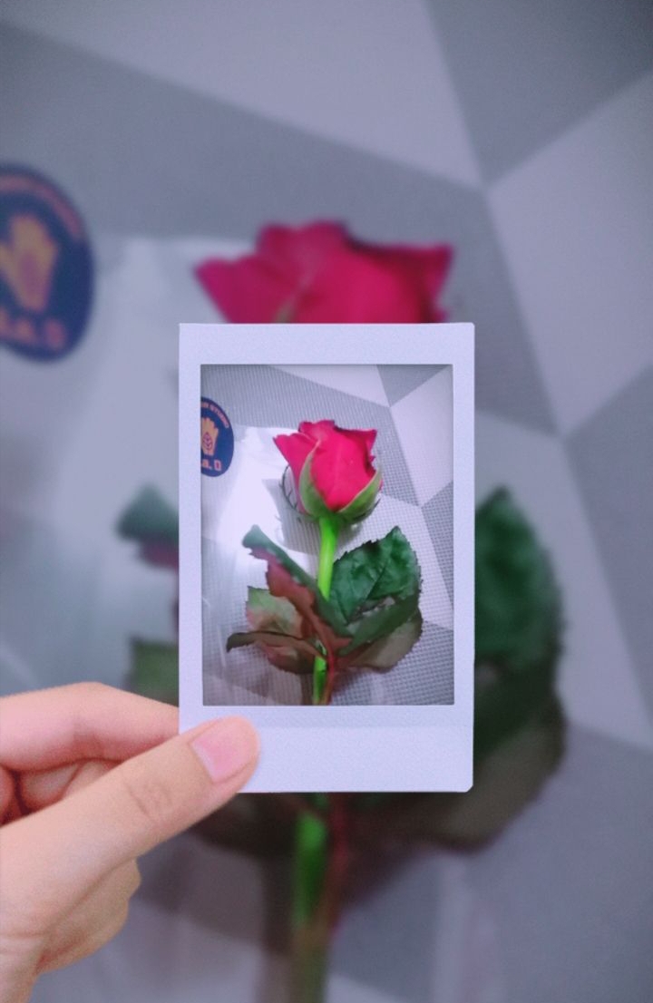 가을에는 r장미와 함께 해요?  In autumn, we have roses.