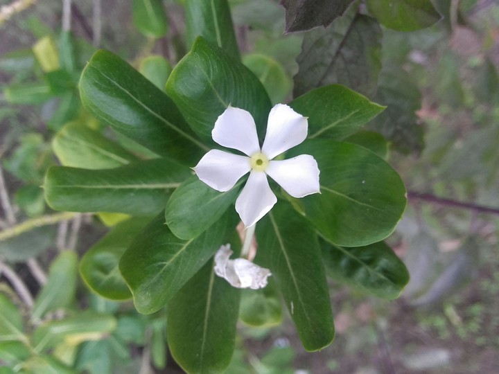 Tiny periwinkle