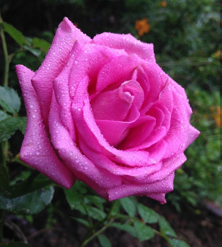 dew Rosa růže