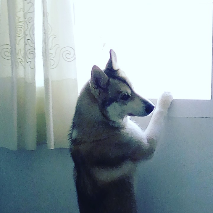 lobo