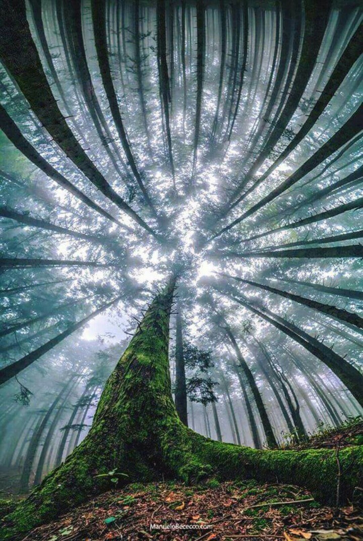 Bosque