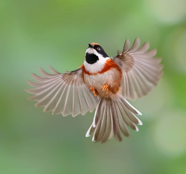 bird