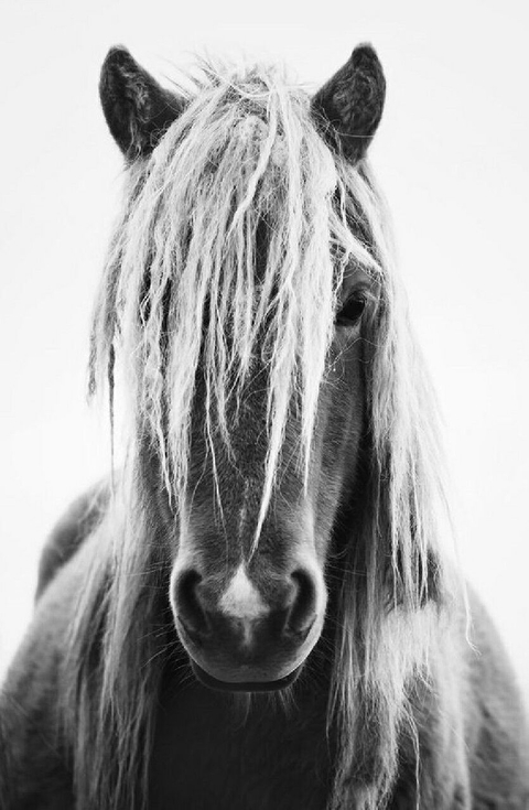 mane