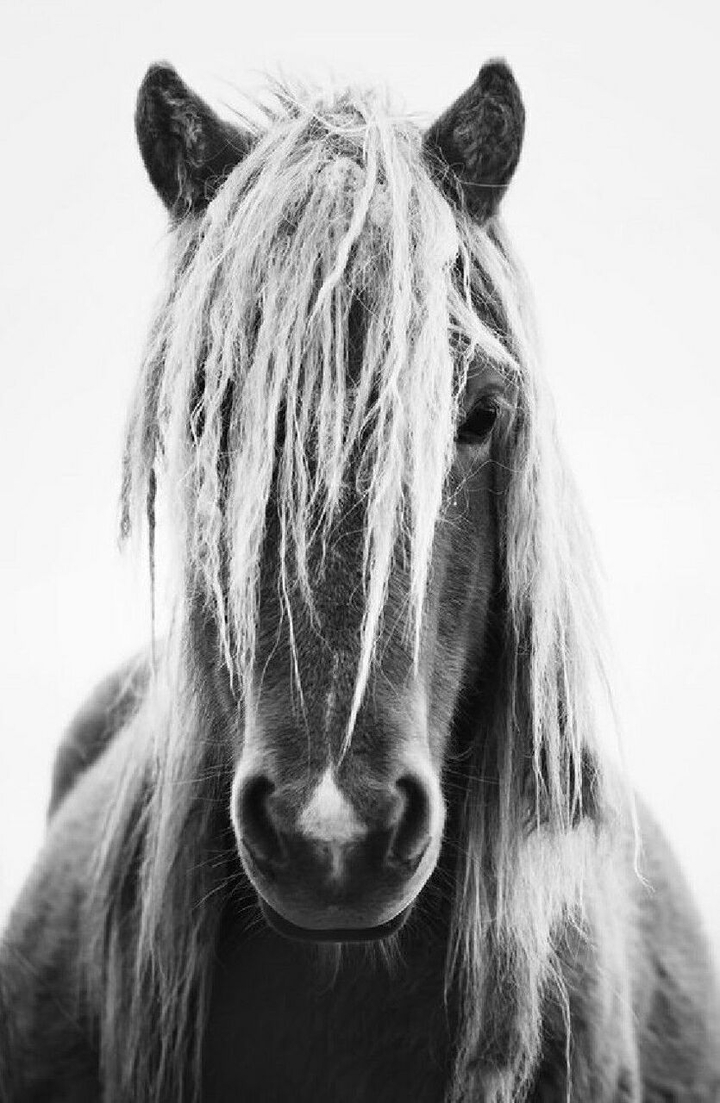 mane