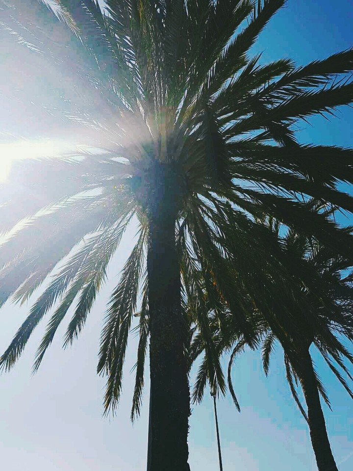 Palm