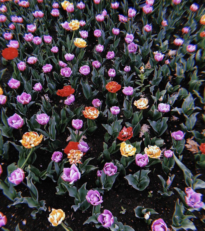 flowers
