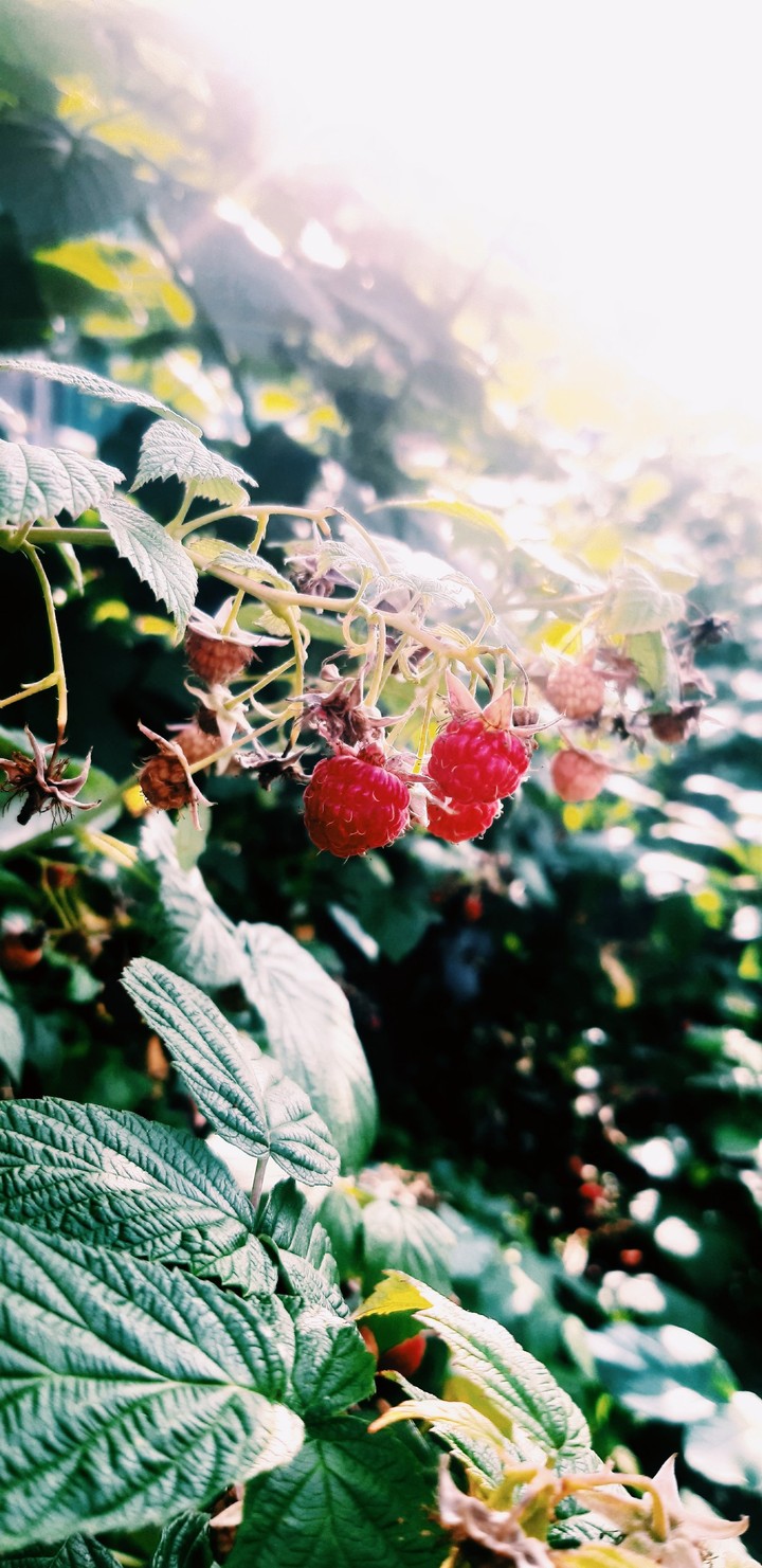 Nature