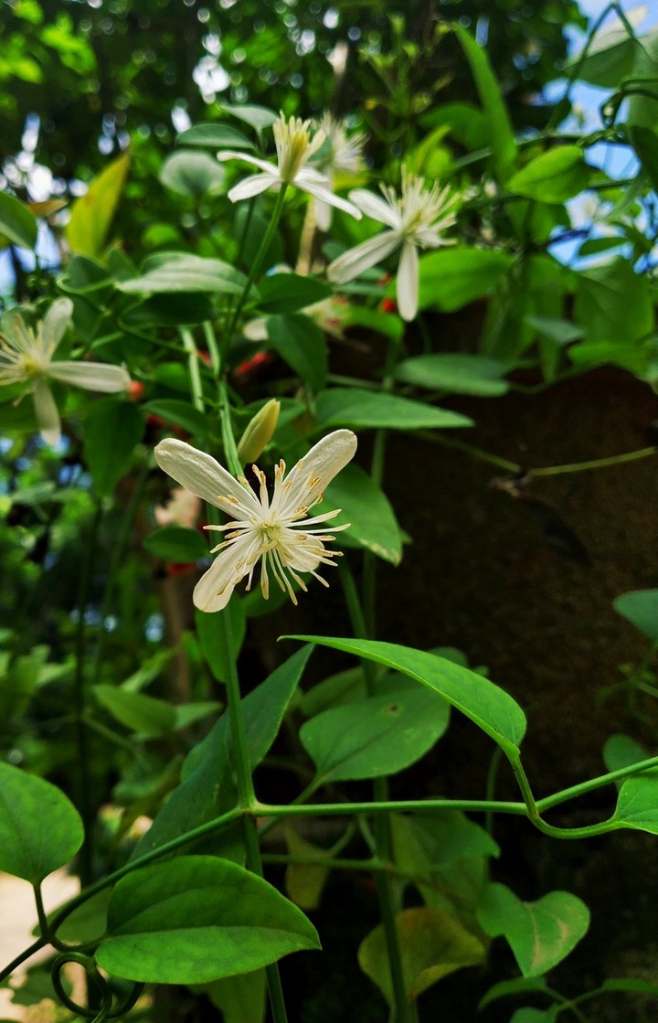 flower