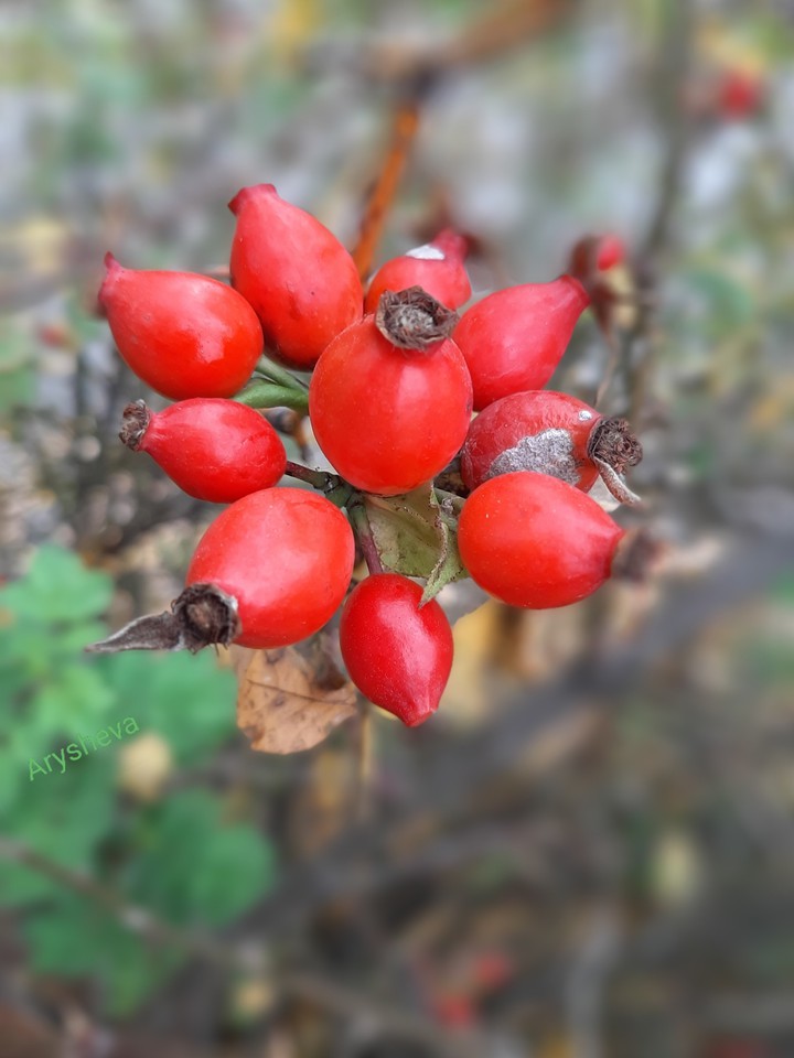Autumn