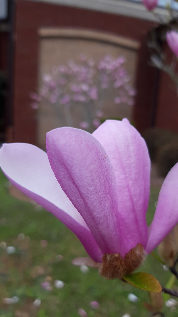 pink