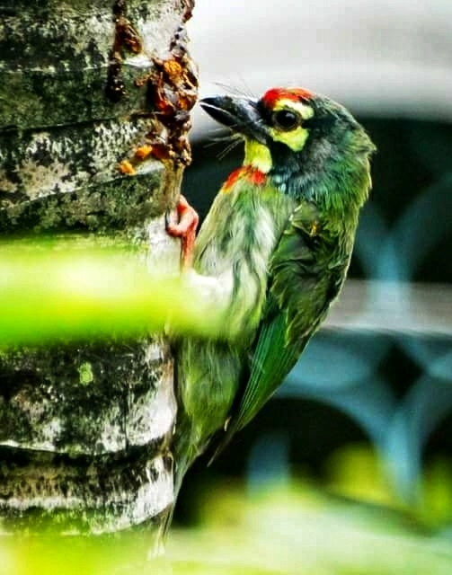 Bird