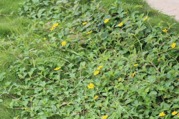 wild flowers