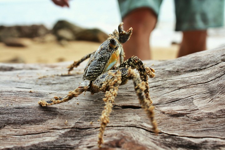 Crab