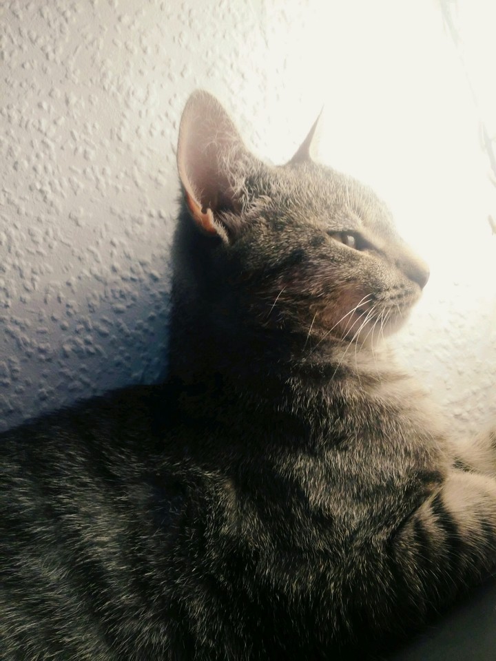 Katze