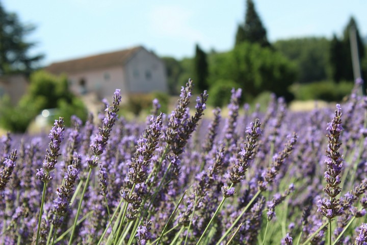 Lavender